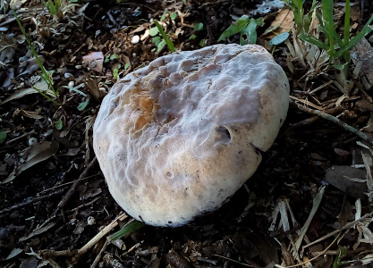 [A mushroom with a wide thick cap which appears to be lying on the ground. The stem must be so short that it is not visible. The surface is not smooth. One part appears to be completely broken through to whatever is inside while the rest is lumpy. The color of the surface has a tinge of purple on a beige surface as if there is jelly in the donut.]